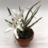 dendrobium moniliforme nankinmaru (81)